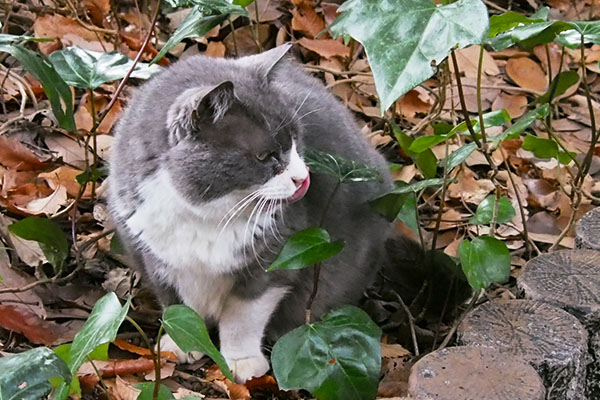 オット　食事中