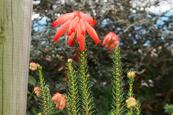 flower funny red