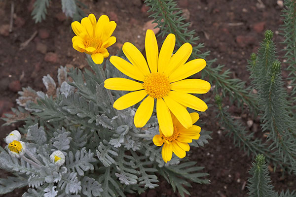 flower yellow daisy