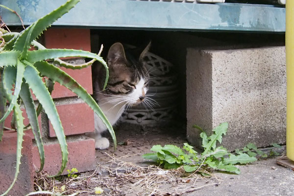 ホット　隠れる