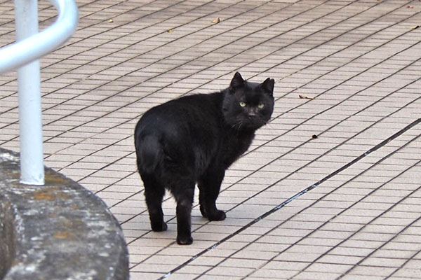 クーロン　止まって振り向く