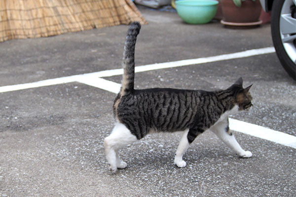 リンクスが接近　しっぽ上