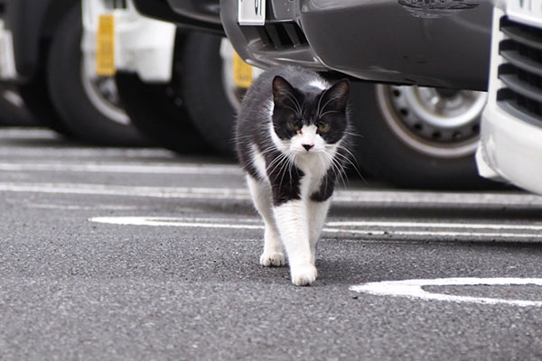 chomo staring and walking