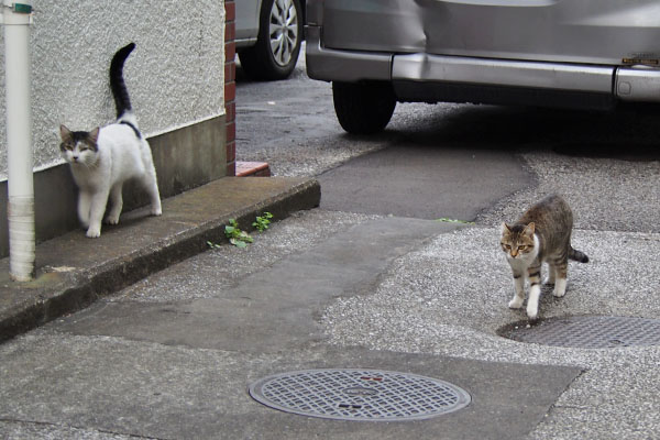 こなつは興味なしっぽい