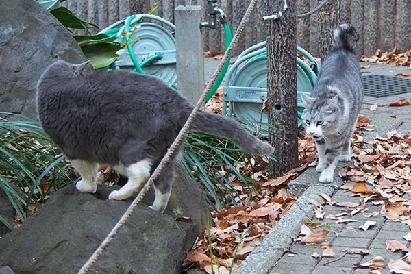 オットとクロム３　シャー