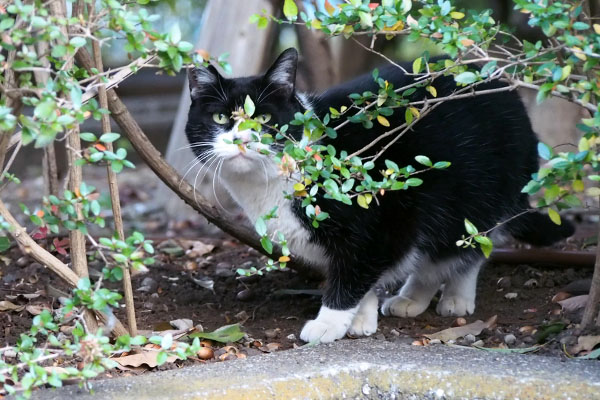 ポチ　食べた後見上げる