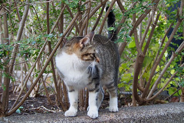 こなつ　ここにゃ