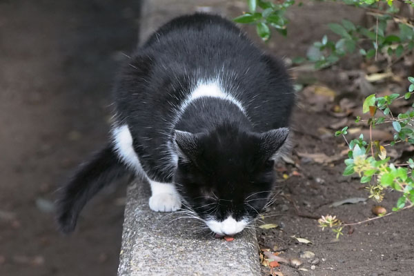 ポチにお代わり