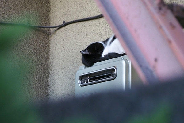 ニコル　給湯器の上お昼寝