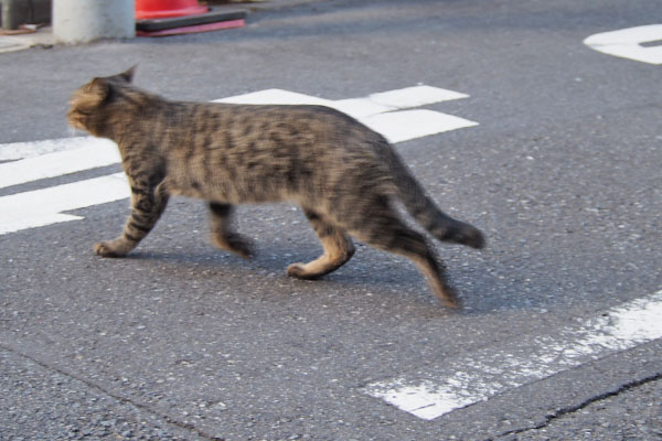 シマヲ　なんで戻る