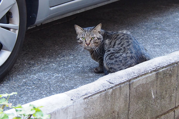 シマヲ　きょとん