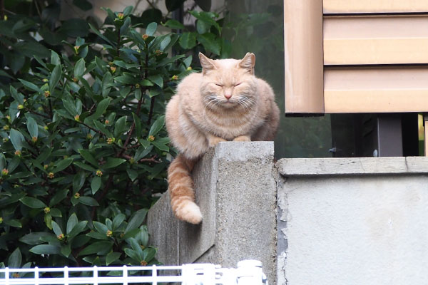 ちょい左から目が迷惑そう　茶トラさん