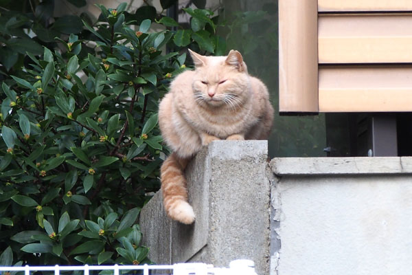 左見る　茶トラさん