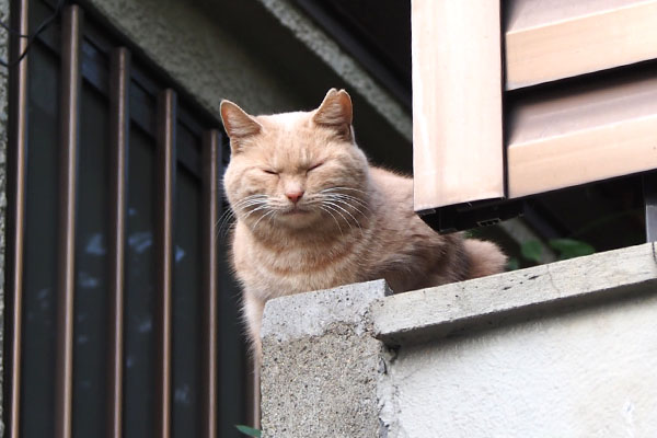 あっち行けの目　茶トラさん