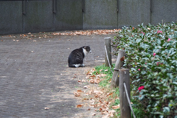 タンタル　何かを見てる