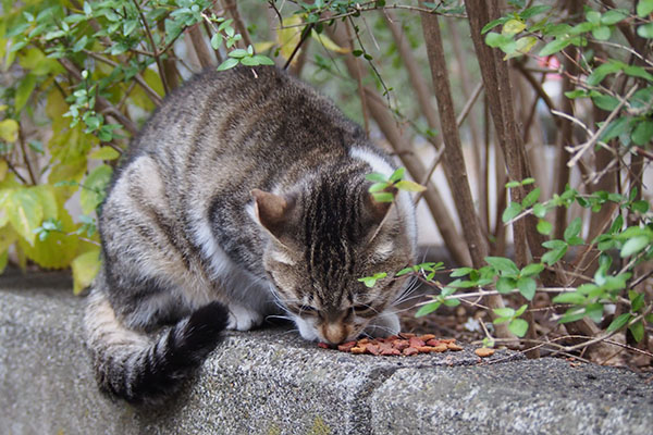 こなつ　食べる