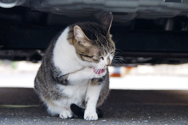 さくら　お手てぺろぺろ