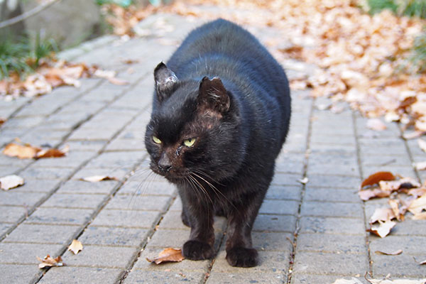 クーロン　ムキキとオットを見て