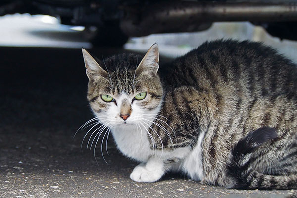 sakura under the cat