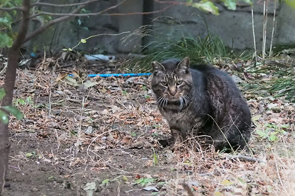 コイキー　フリーズ状態