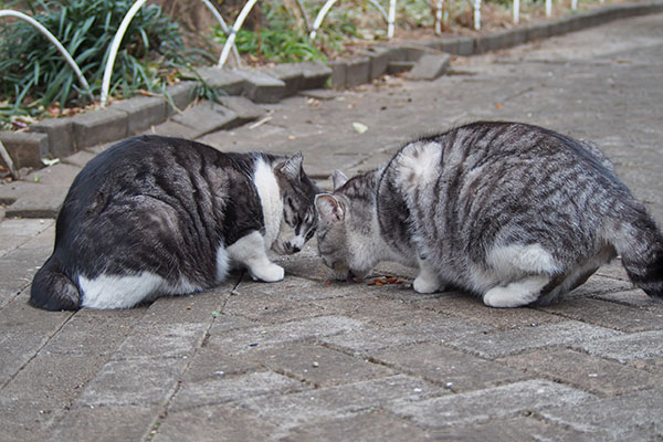 タンタルとクロム