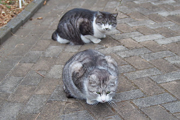 食べていないタンタルと食べたクロム