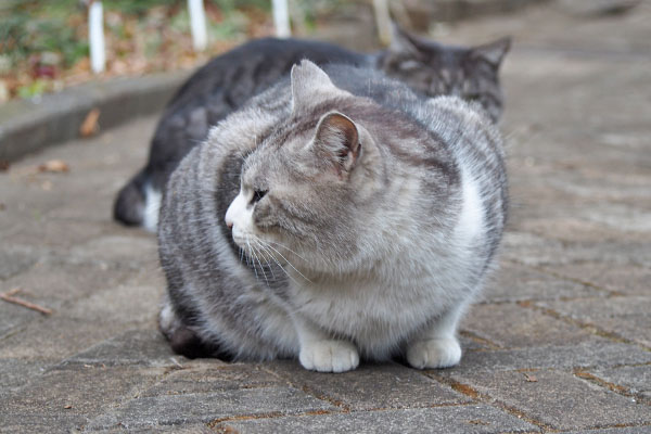 クロム　コイキーが居るのは知っていた