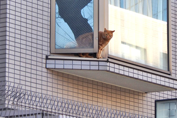 茶トラ１　窓に挟まる感じ