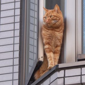 ginger cat at window