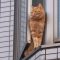 ginger cat at window