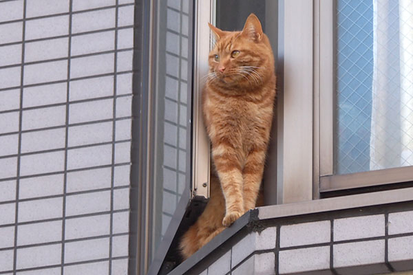 ginger cat at window
