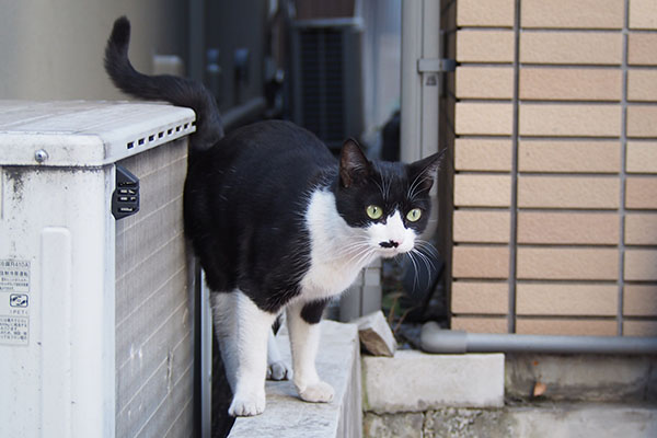 こまち　振り返って