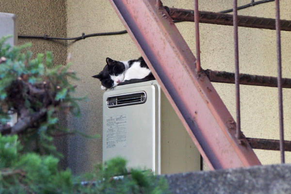 ニコル　お昼寝中