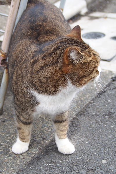 サーヤ　前足の開き方がかわいい