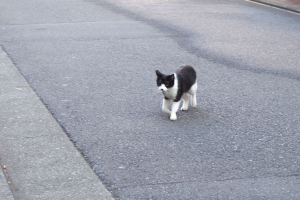 チョモ　道路を渡る