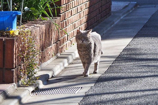 グリ　こちらを見る