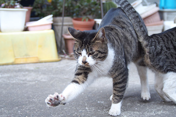 ホット　伸び開始となりにリンクスのお尻