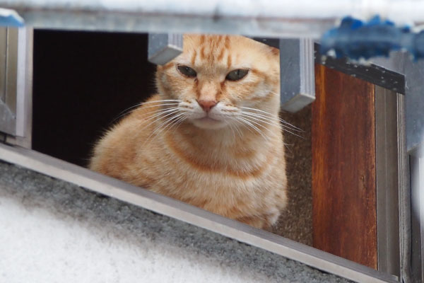 ソラちゃん　お外見る