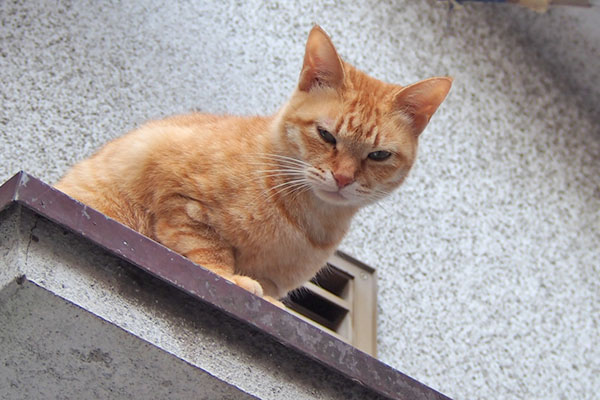 ソラちゃん　出て来て覗き込む