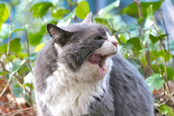 オット　振り返りながらぺろん