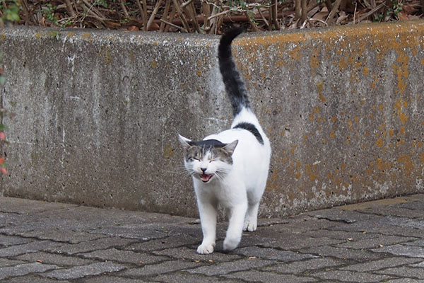 ice walk and meow