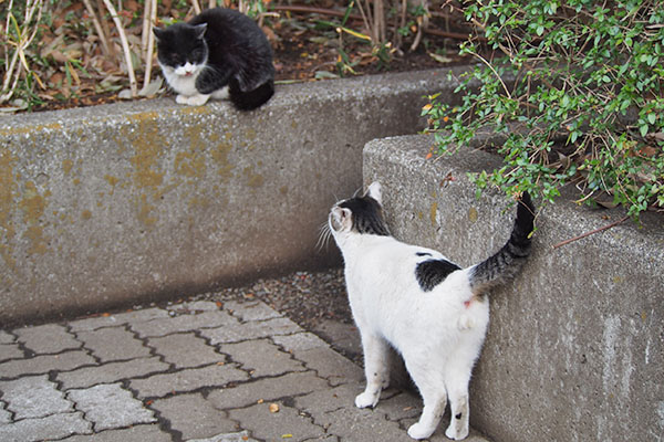 アイスがポチに接近