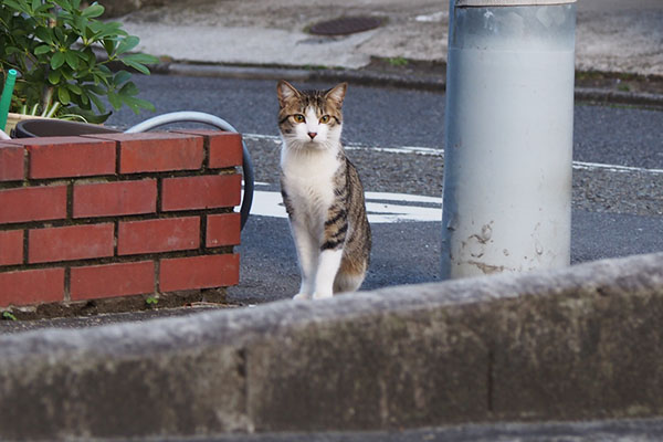 コルビ　出てきたところ