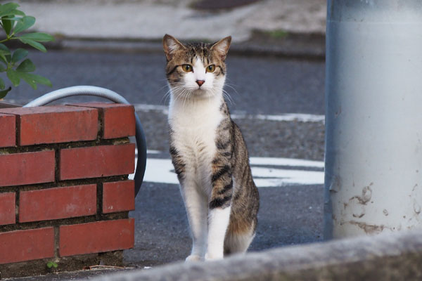 コルビ　首を伸ばして見ている