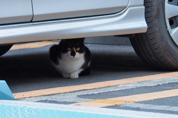 こちらを見る白黒さん