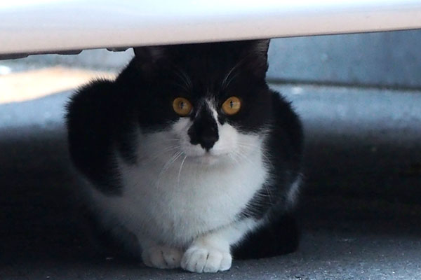 orange eye bicolor cat