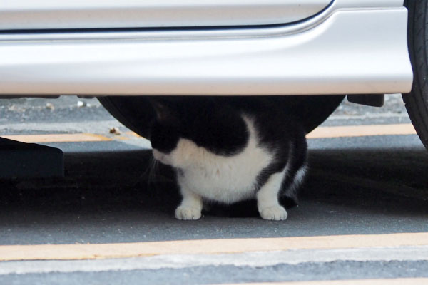 走っていく方向を見ていた白黒さん