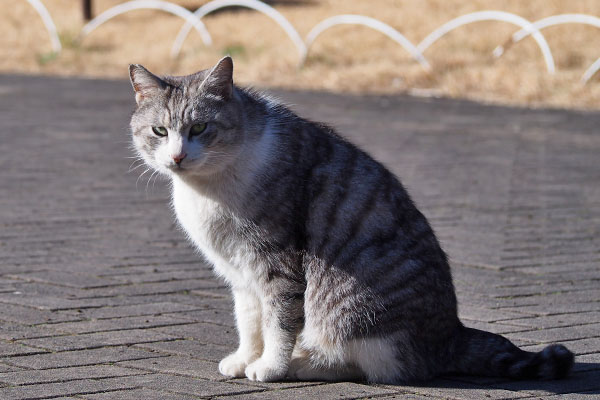 クロム　お座りして見てる