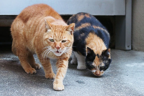 カブとリコ　もっとおくれとカブが来る