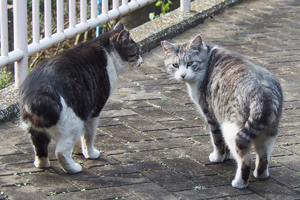 クロムとタンタル　先導中